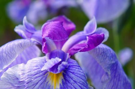 2012-7-11八紘学園菖蒲 014.jpg